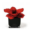 Love Couture Red Orchid - Scent City
